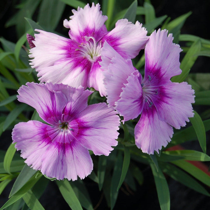Dianthus Lavender flower seeds