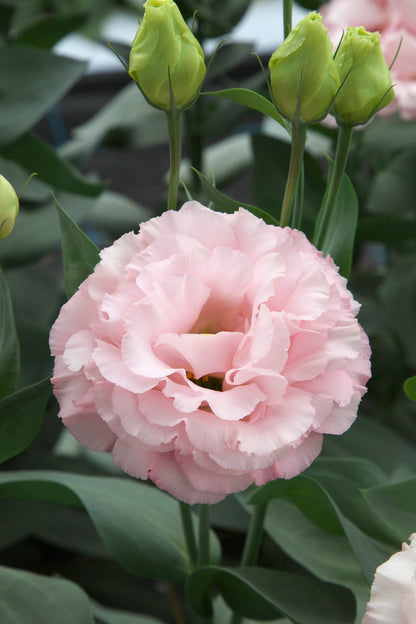 Peach Eustoma (Lisianthus) Flower Seeds for Planting – Heirloom Non-GMO Garden Seeds