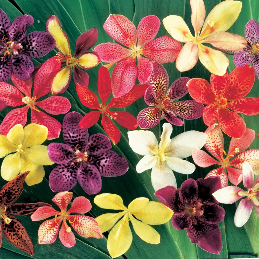 Pardancanda flower seeds