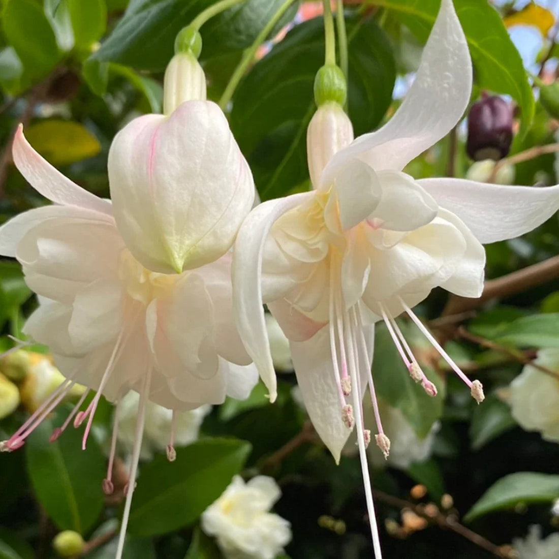 White Fuchsia flower seeds