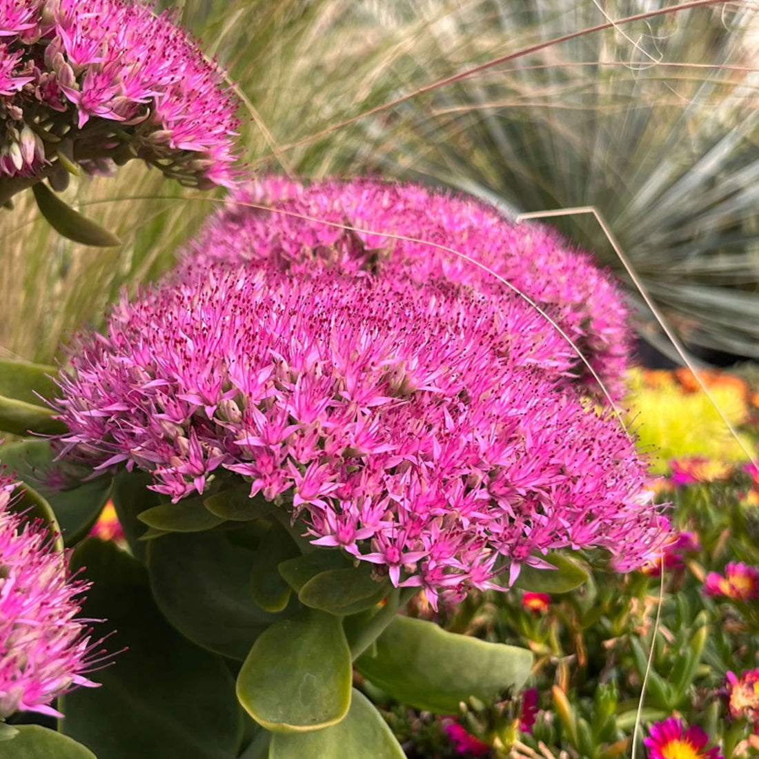 Pink Sedum flower seeds