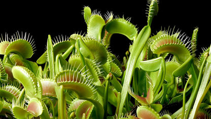Carnivorous flower seeds
