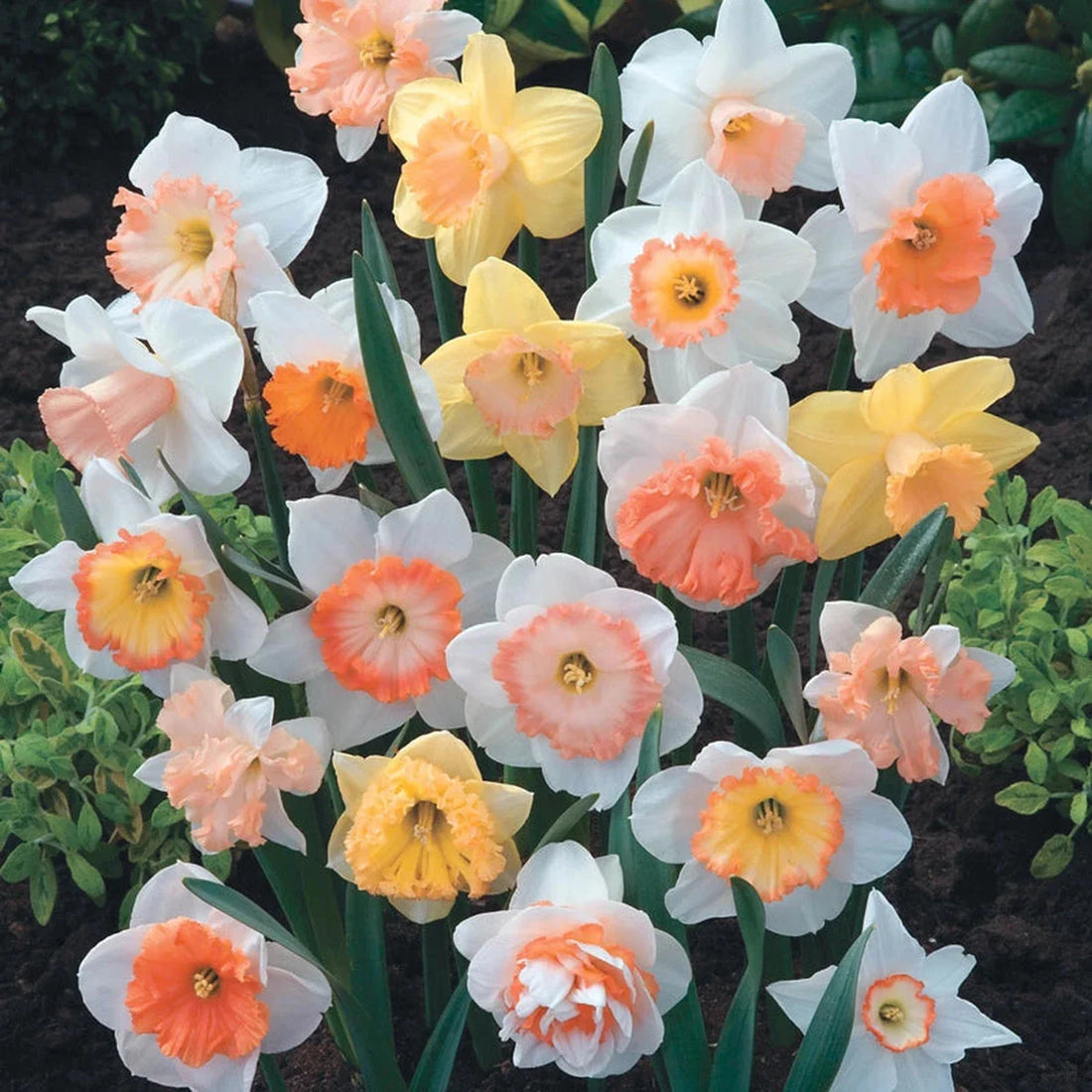 Colour Pink flower seeds