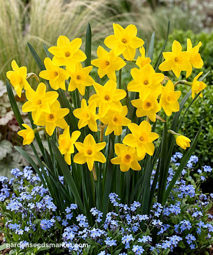 Graines de narcisse jaune clair à planter – Fleurs de jardin élégantes