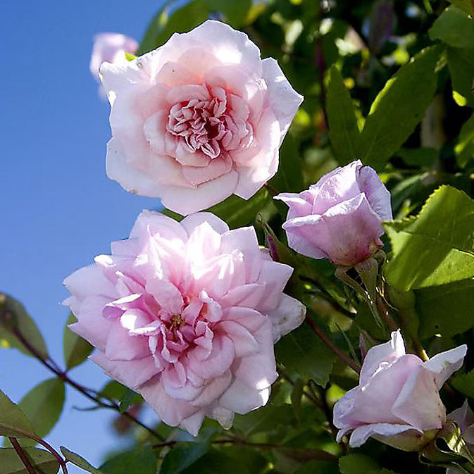Rose Cecile Brunner plant