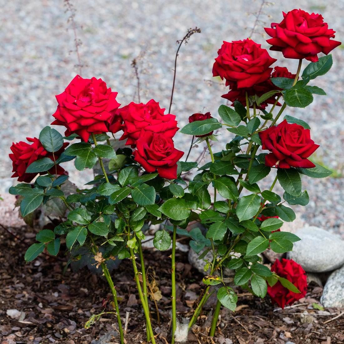 Hybrid Tea flower seeds