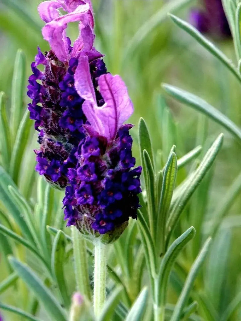 Lavender Stoechas flower seeds
