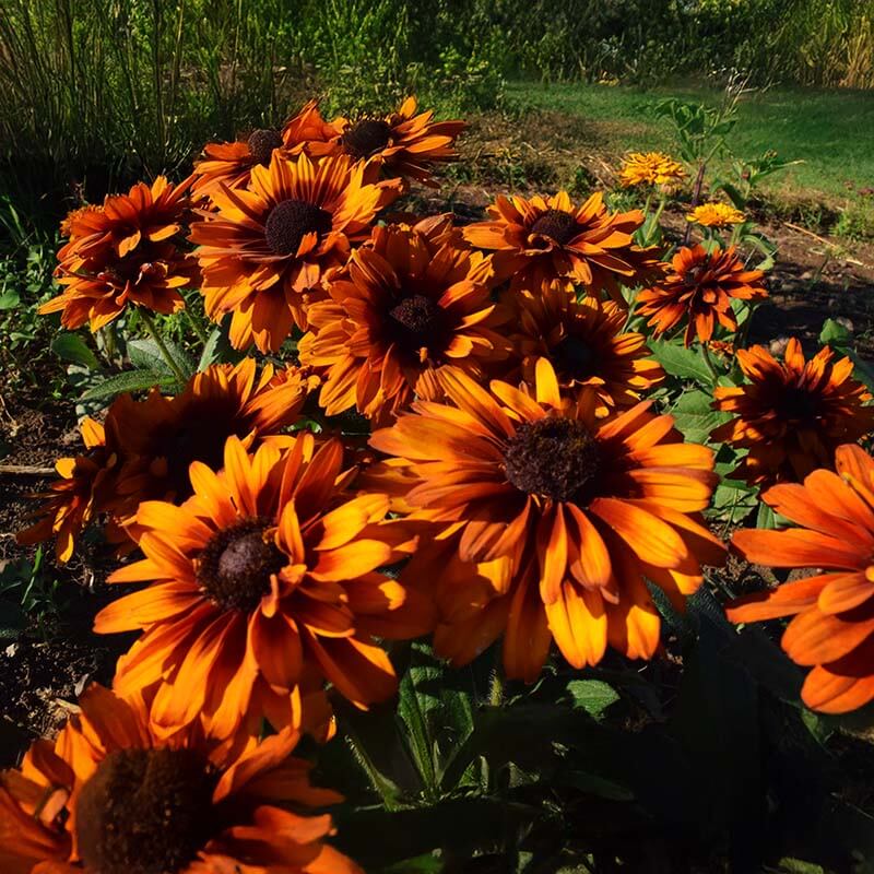 Autumn Rudbeckia plant