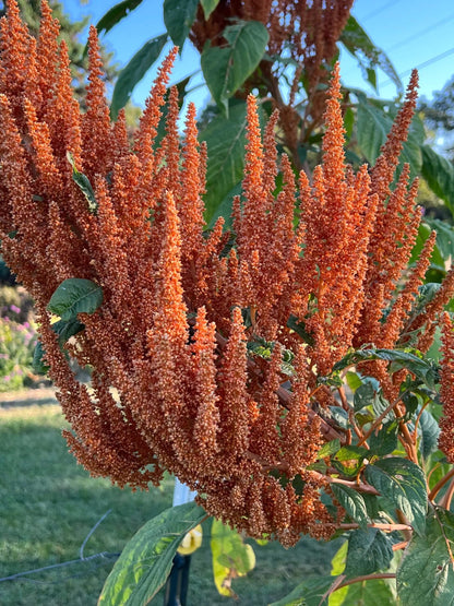 Orange Giant Amaranthus plant