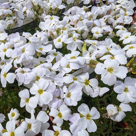 White Aubrieta flower seeds