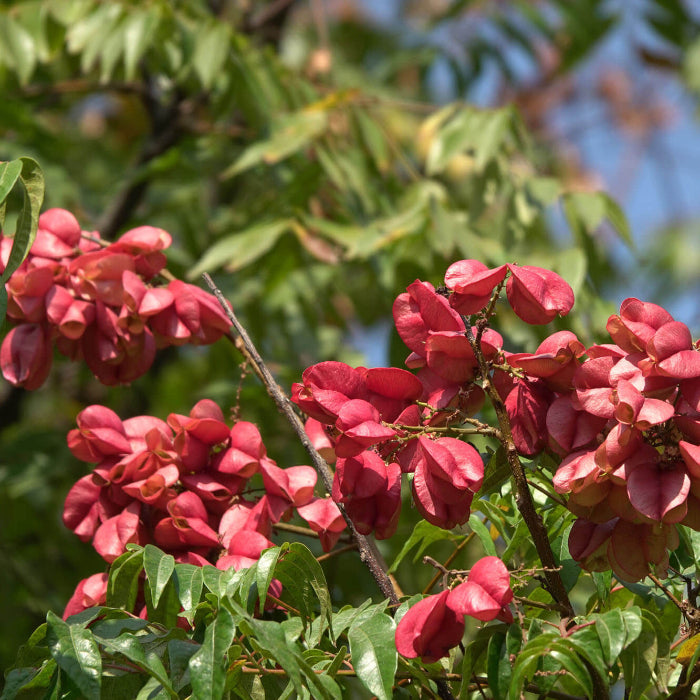 Cassia Koelreuteria Paniculata plant