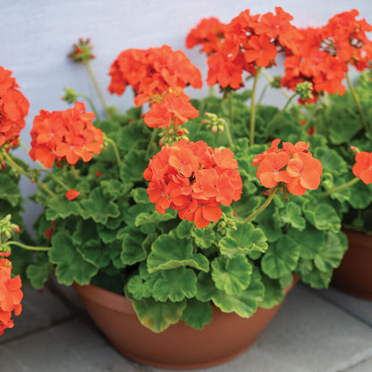 Orange Geranium Maverick Flower Seeds for Planting – Heirloom Non-GMO Garden Seeds