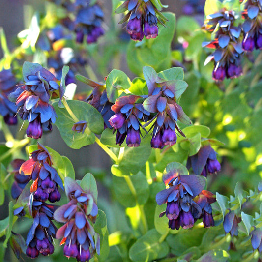 Blue Cerinthe flower seeds