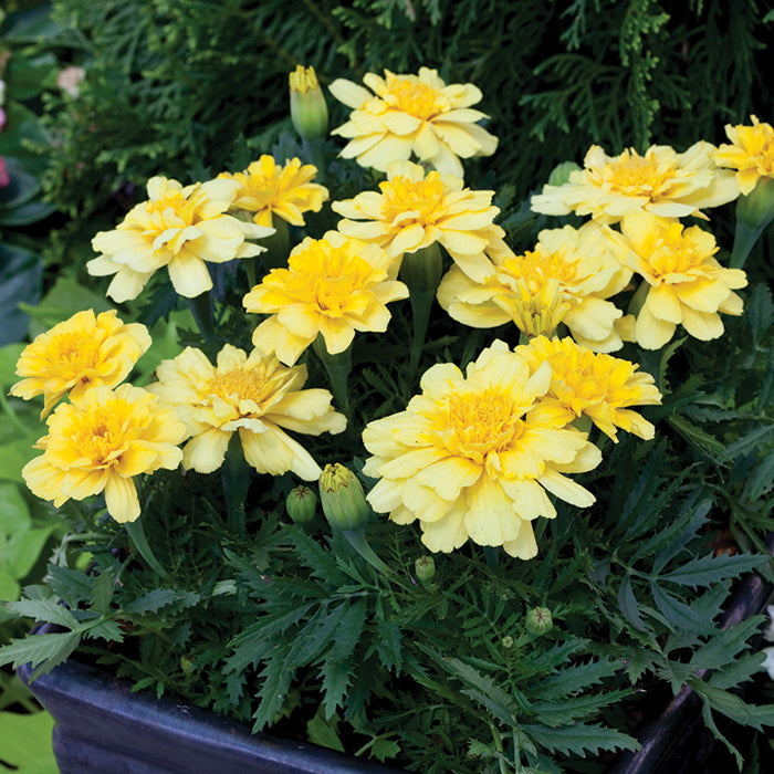 Creme Color Marigold plant