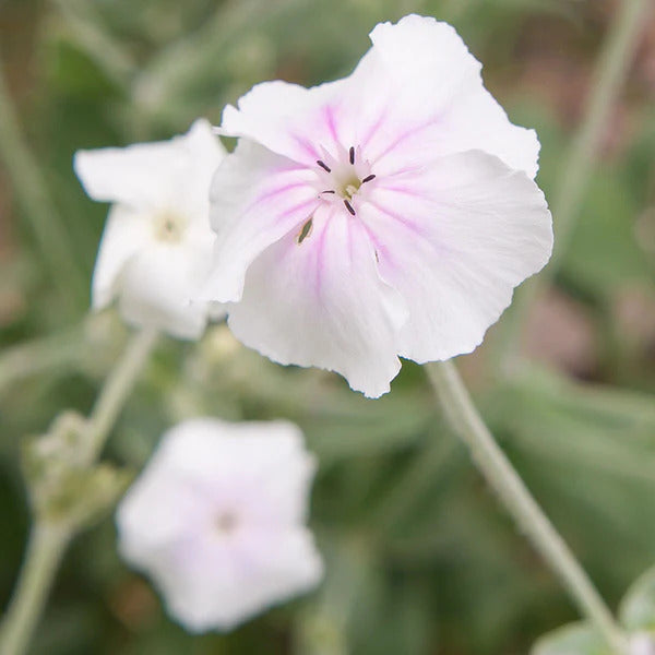 Blush Lychnis Coronaria plant