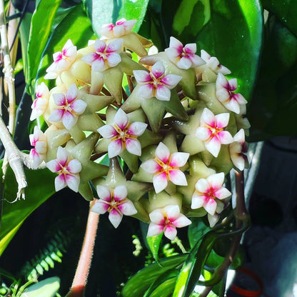 Hoya Carnosa Flower Seeds for Planting – Heirloom Non-GMO Garden Seeds