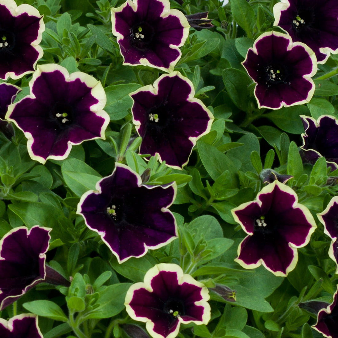 Dark Purple flower seeds