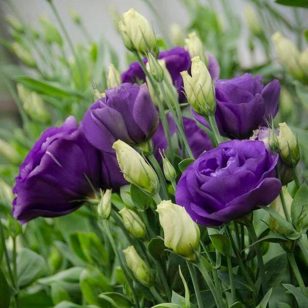 Rosita Purple Lisianthus plant