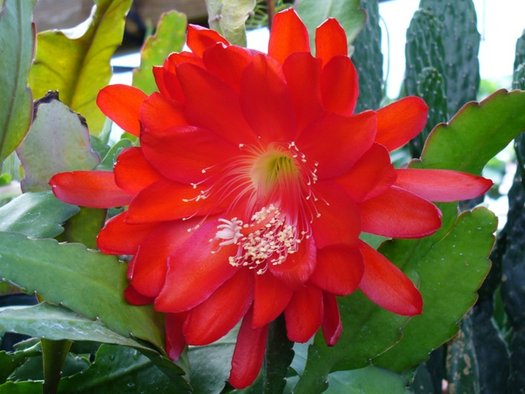Red Epiphyllum flower seeds