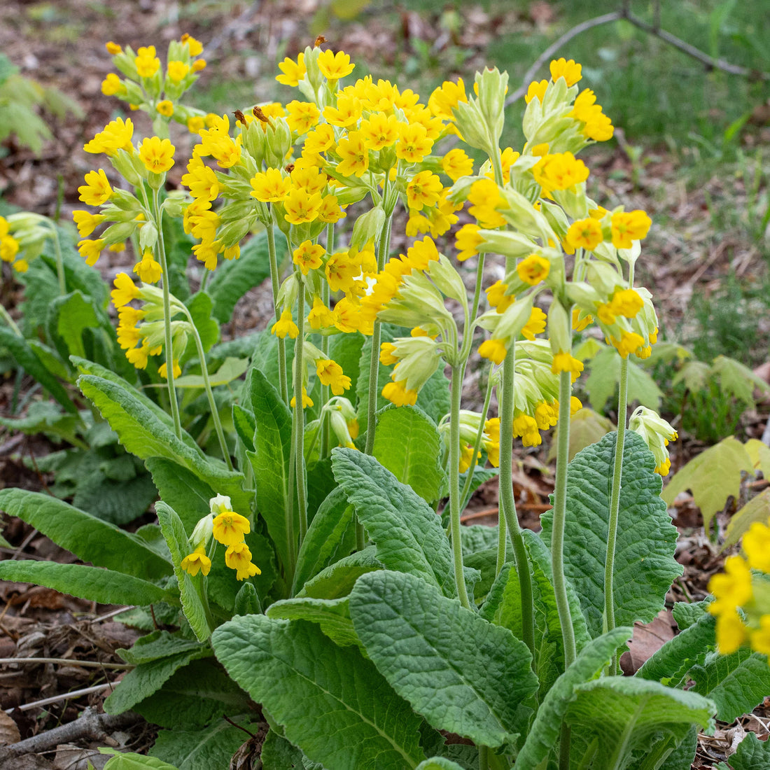 Veris flower seeds