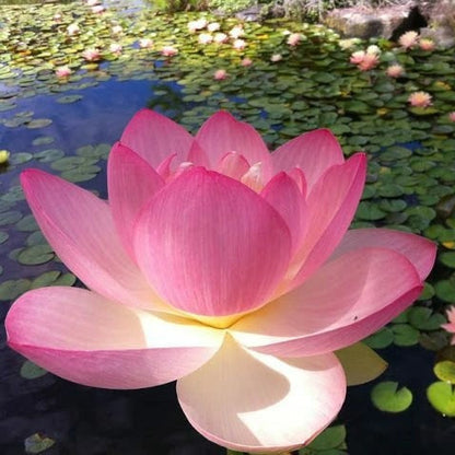 Pink Sacred Lotus plant