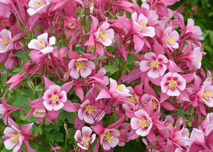 Columbine Aquilegia flower seeds
