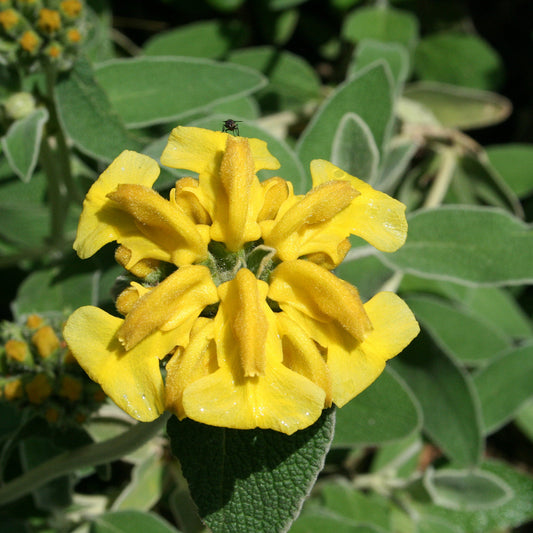 Yellow Jerusalem flower seeds
