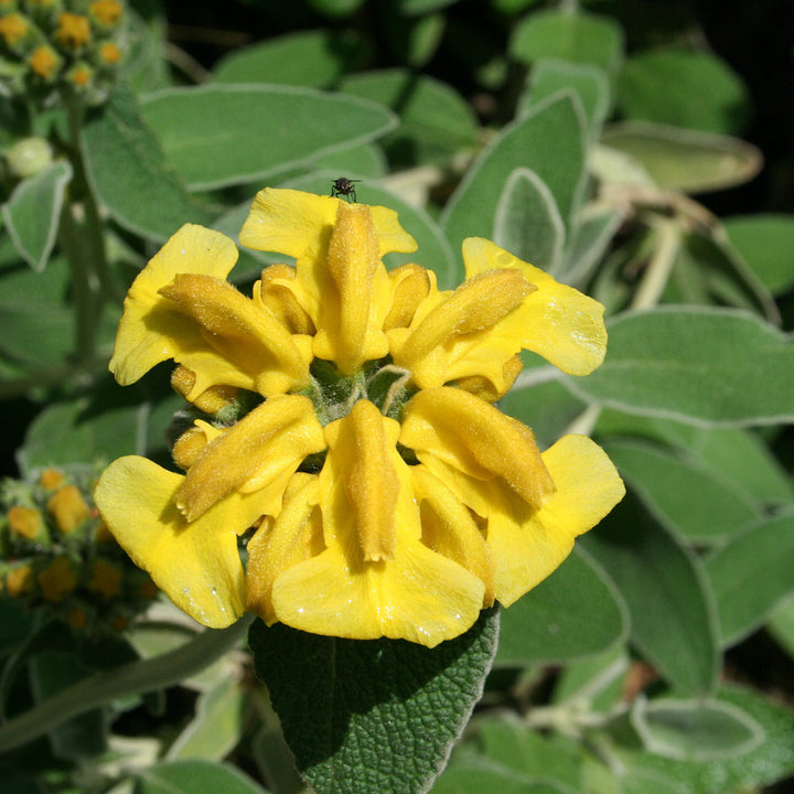 Yellow Jerusalem flower seeds
