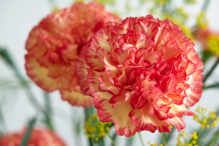 Red and Cream Carnation Flower Seeds for Planting – Heirloom Non-GMO Garden Seeds