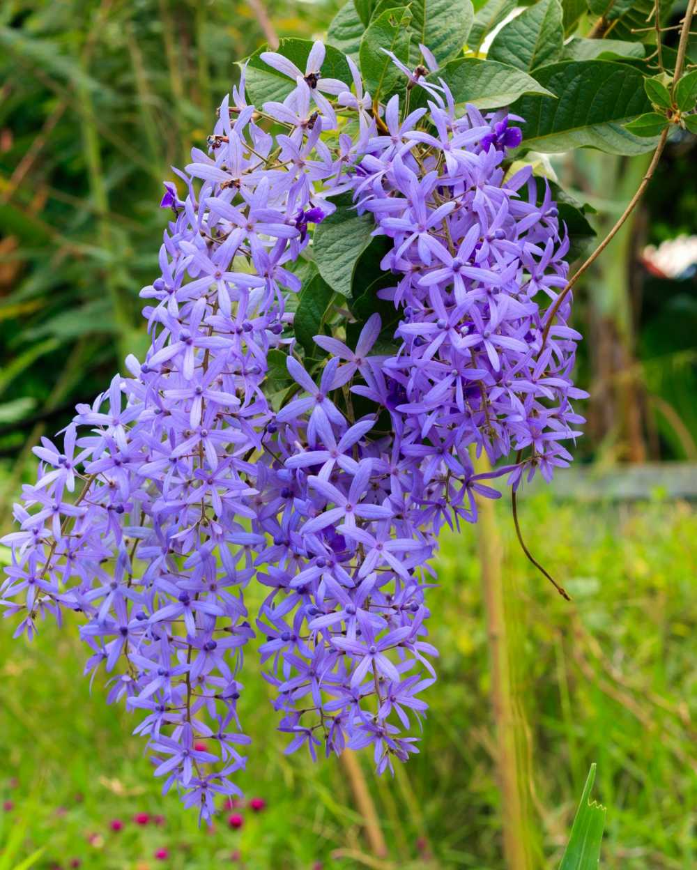 Purple Sandpaper flower seeds