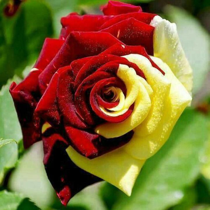 Yellow Maroon flower seeds