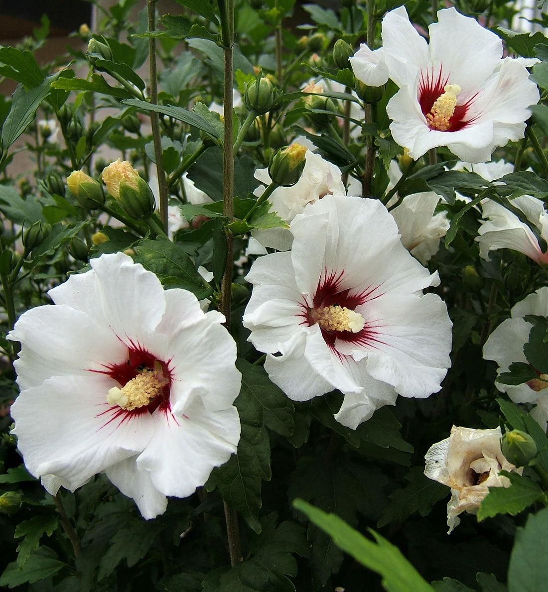 Syriacus Hibiscus flower seeds