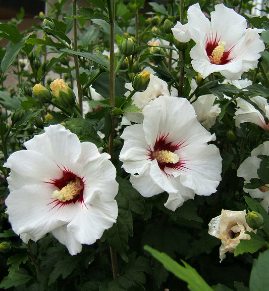 Syriacus Hibiscus flower seeds