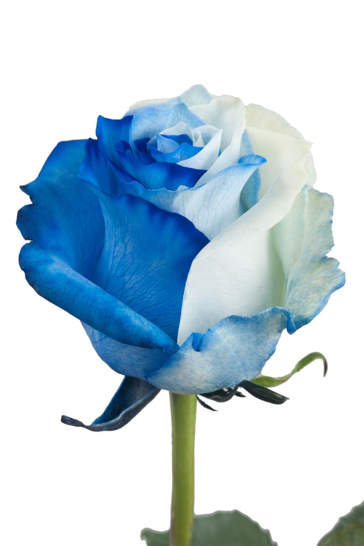 Blue White flower seeds