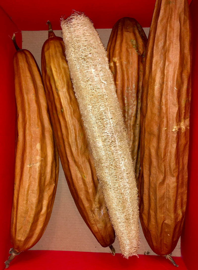 Luffa Seeds for Planting – Heirloom Non-GMO Garden Seeds