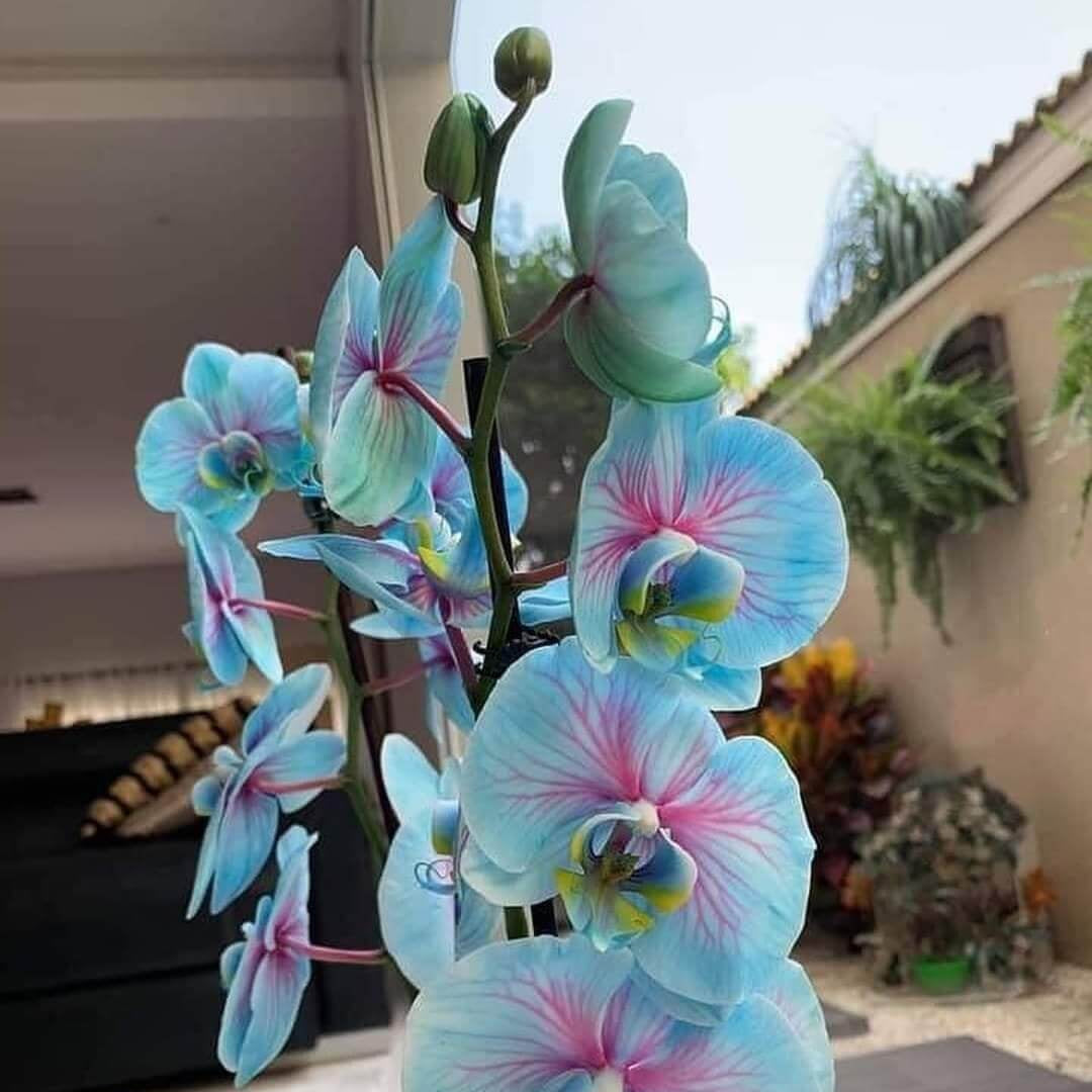 and Pink Orchid plant