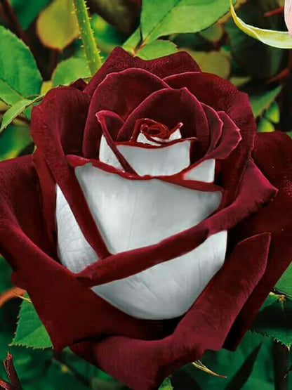 Hybrid Tea Rose plant