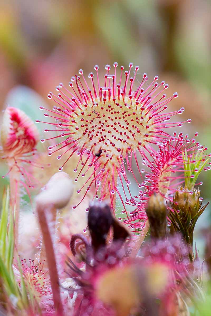 Carnivorous Sundew plant