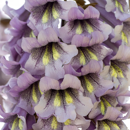 Fortunei Paulownia plant