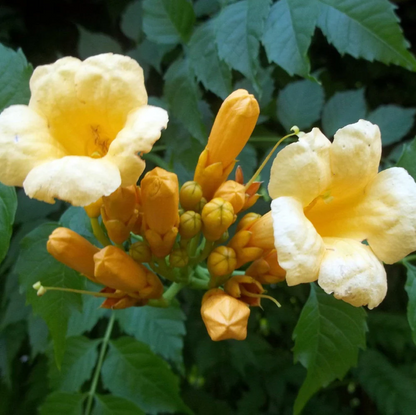 Flava Campsis Radicans plant