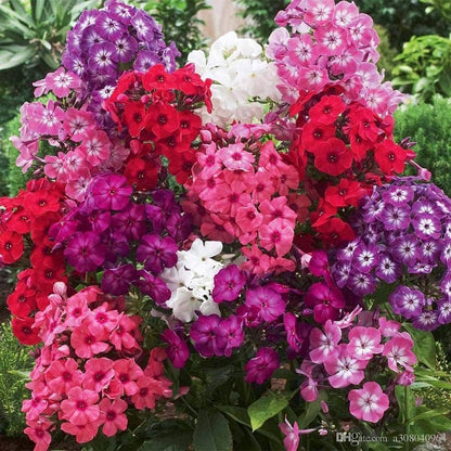 Annual Phlox plant