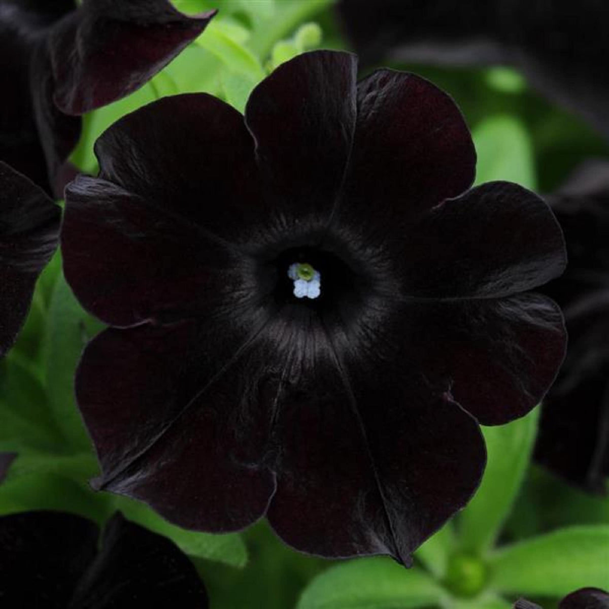 Black Velvet Petunia plant