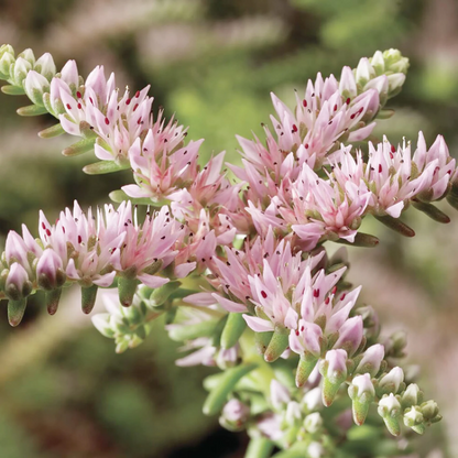 Stonecrop Sedum Pulchellum plant