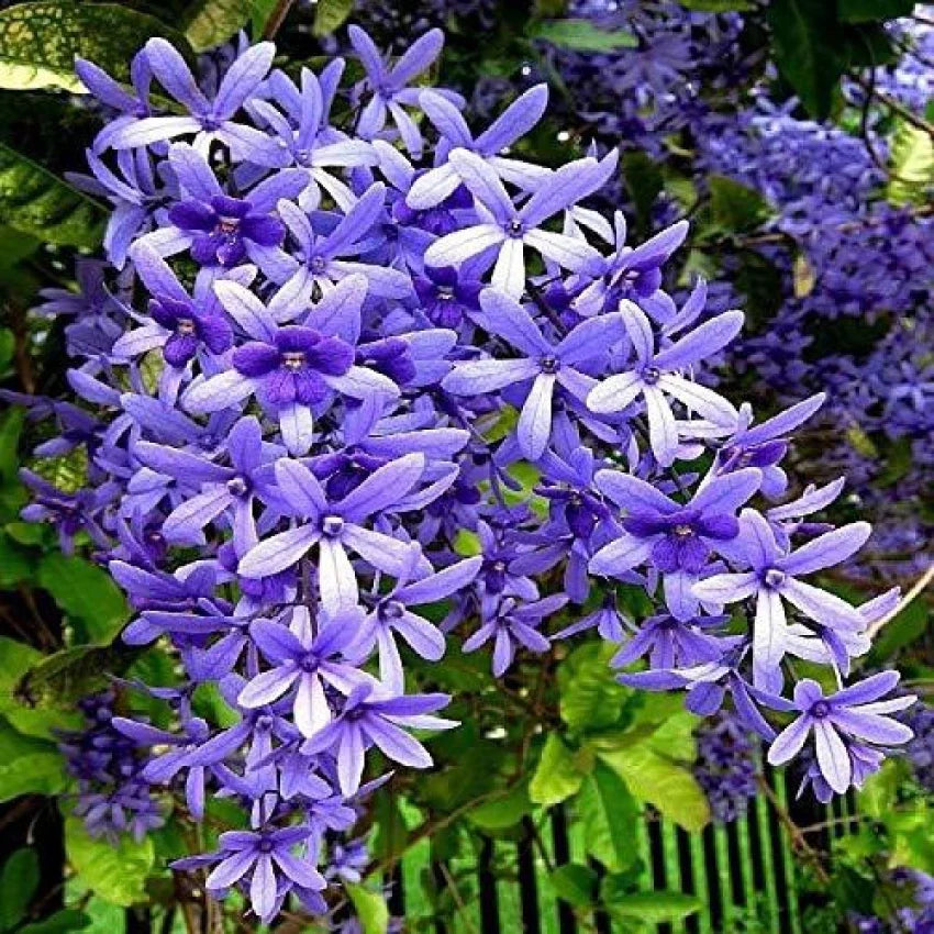 Purple Ivy flower seeds