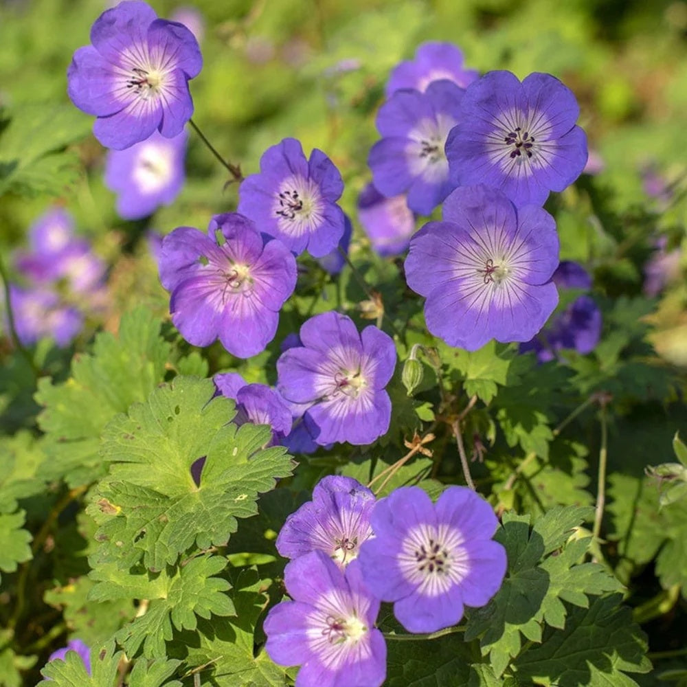 Blue Geranium plant