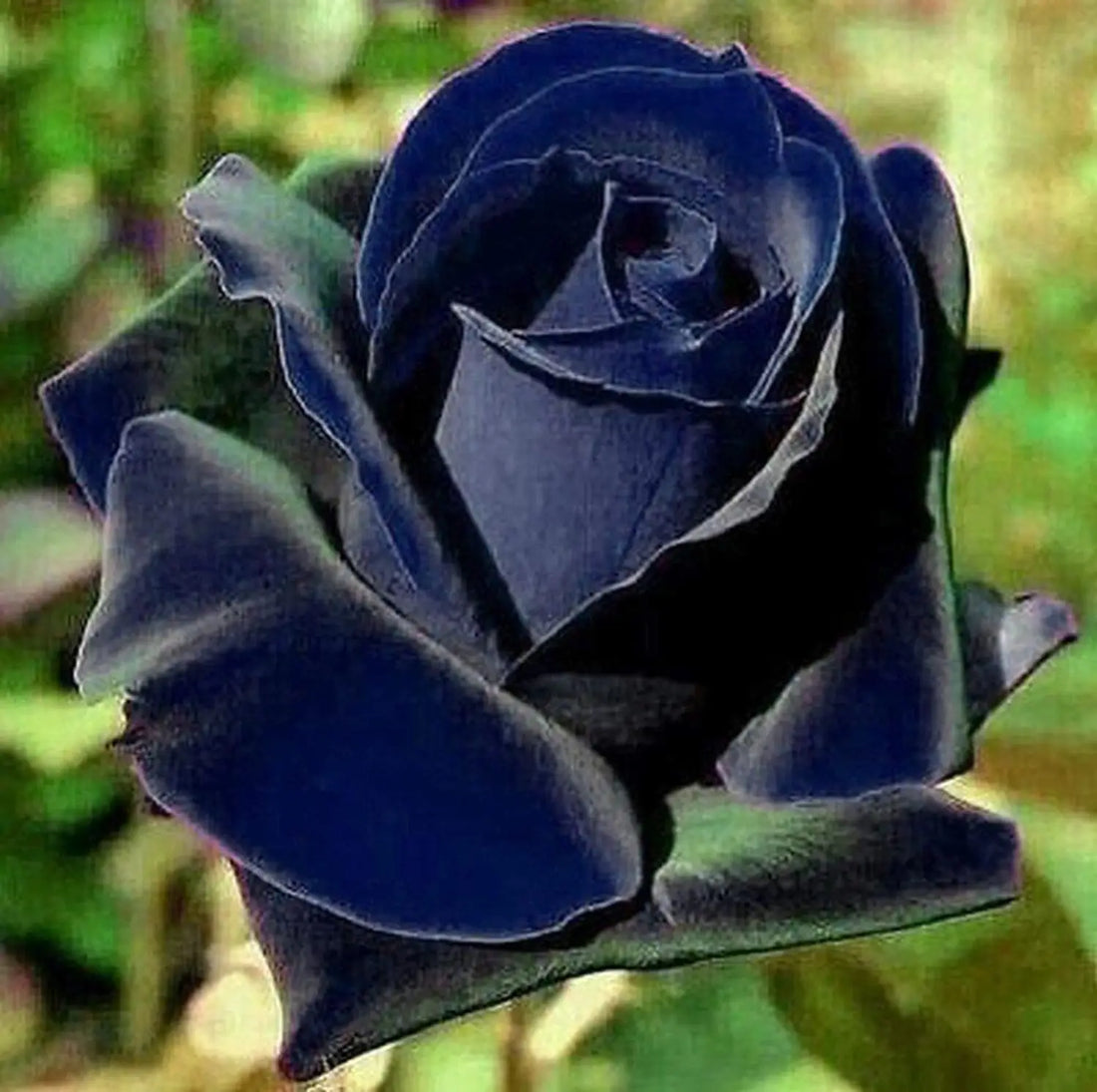Blue Black flower seeds