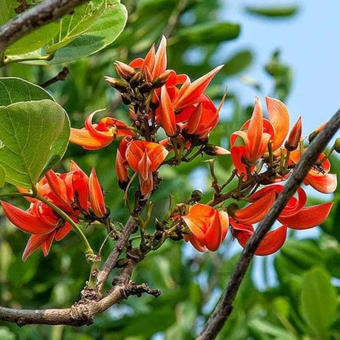 Monosperma flower seeds