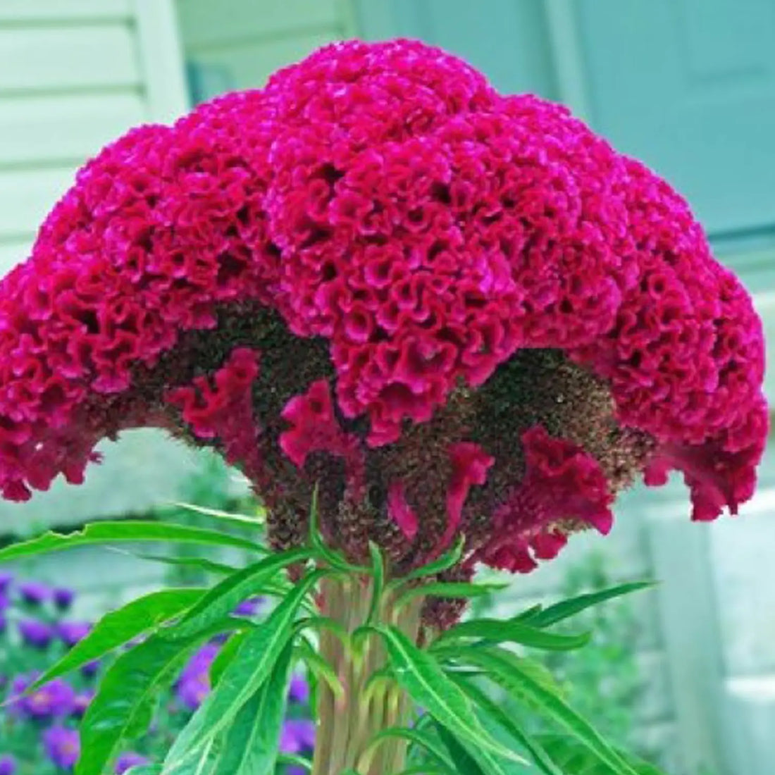 Cristata flower seeds