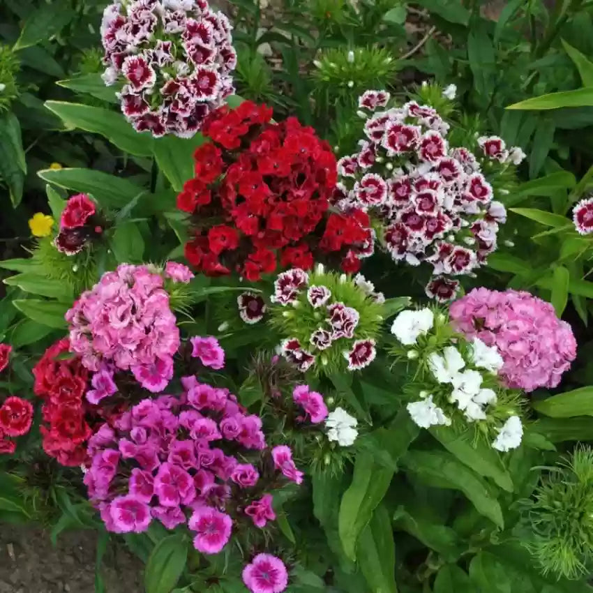 Dianthus Barbatus flower seeds