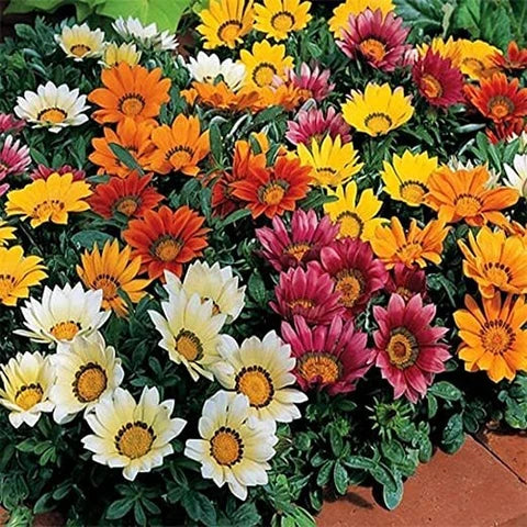 Cream Orange flower seeds